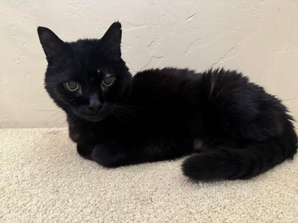 A domestic cat named Altair representing veterinary patients who benefit from advanced wound care dressings at Lexicon Medical Supply.