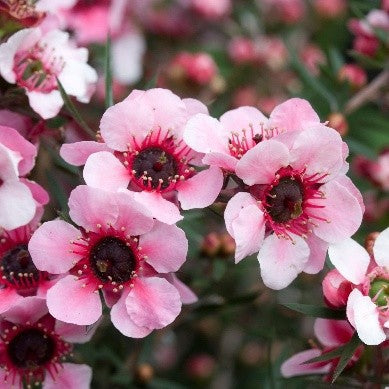 Leptospermum scoparium - manuka flower