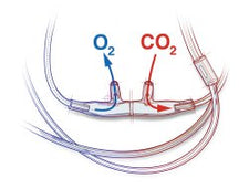 Salter-Style® ETCO2 Nasal Sampling Cannula with O2
